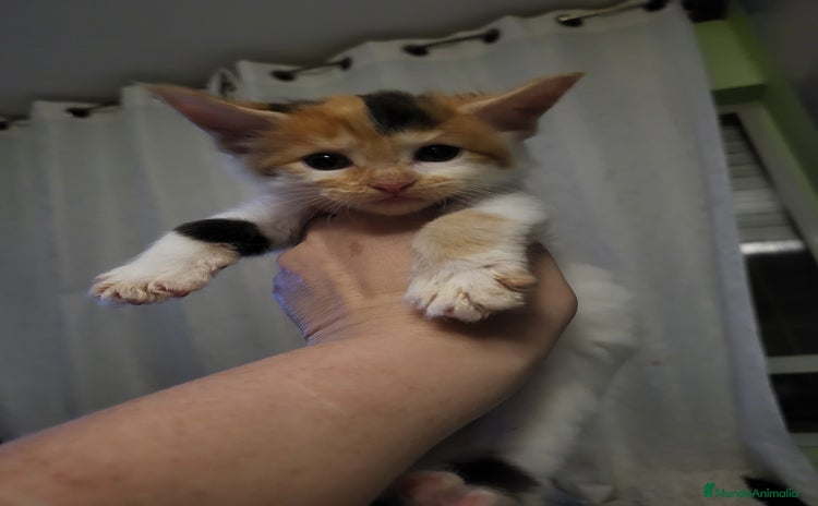 Maine Coon gatos - Anuncio 13