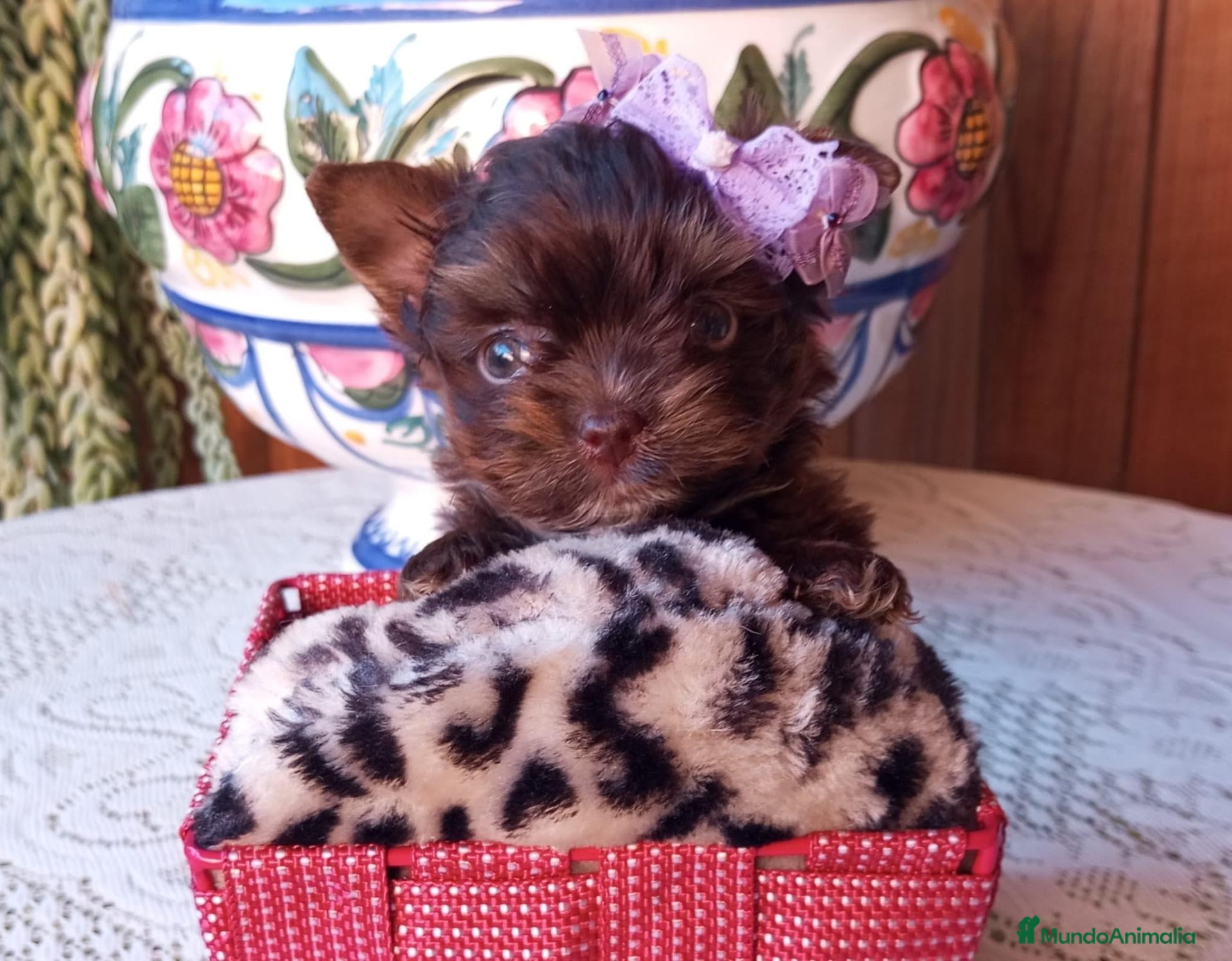 Yorkshire Terrier perros Yorkshire biewer  - Anuncio 4