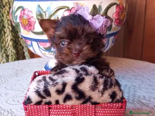 Yorkshire Terrier perros Yorkshire biewer - Anuncio 3