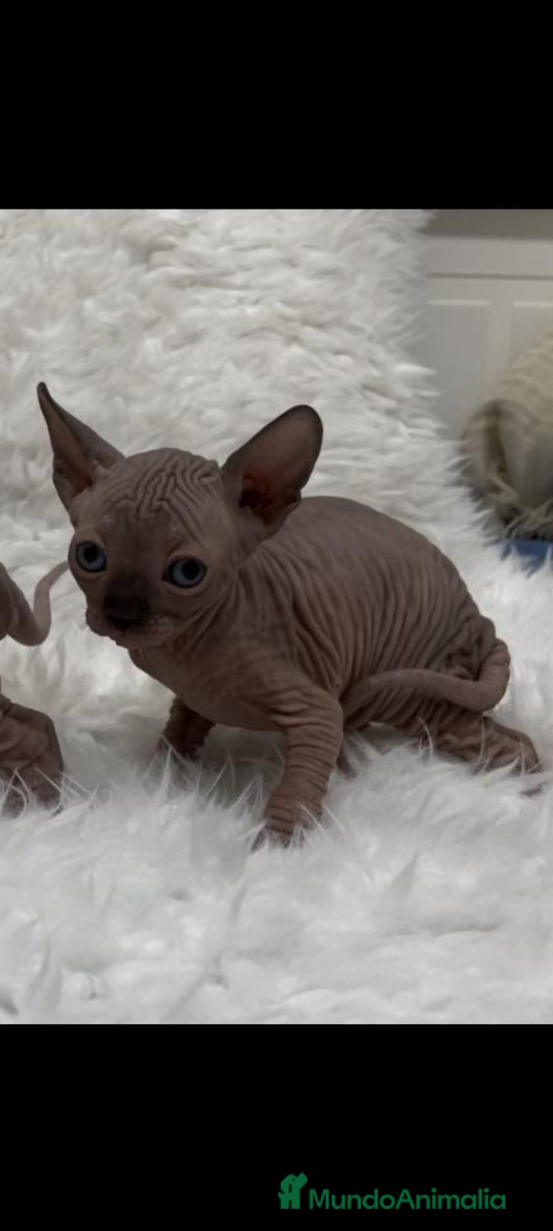 Sphynx gatos en venta: camada gatos sphynx - Imagen 3