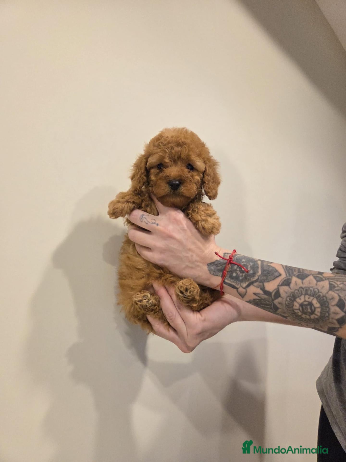 Caniche Toy perros Caniche toy macho  - Anuncio 2