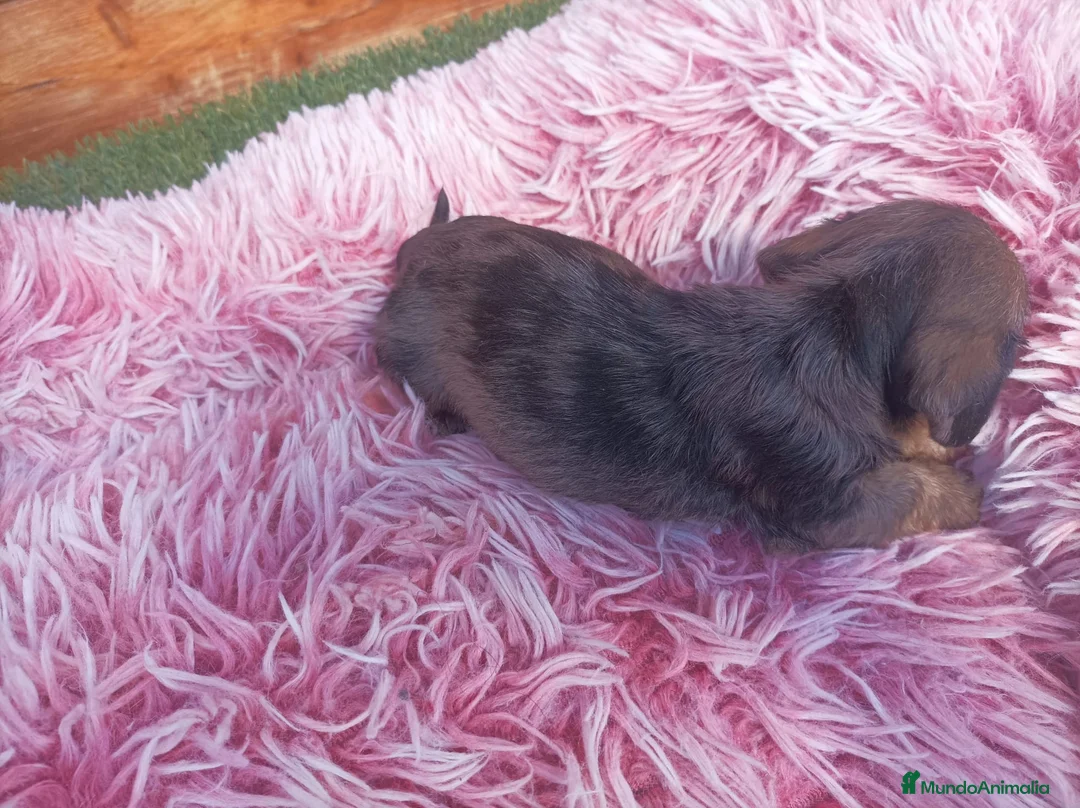 Teckel Miniatura perros en venta: TECKEL MINIATURA PELO DURO  - Anuncio 2