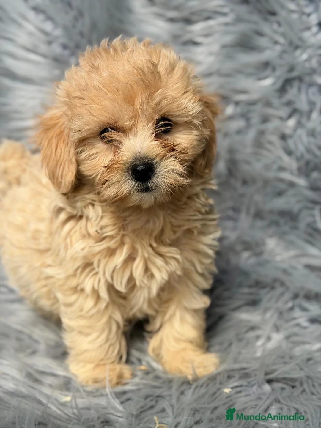 Maltipoo perros en venta: Maltipoo macho - Anuncio 1