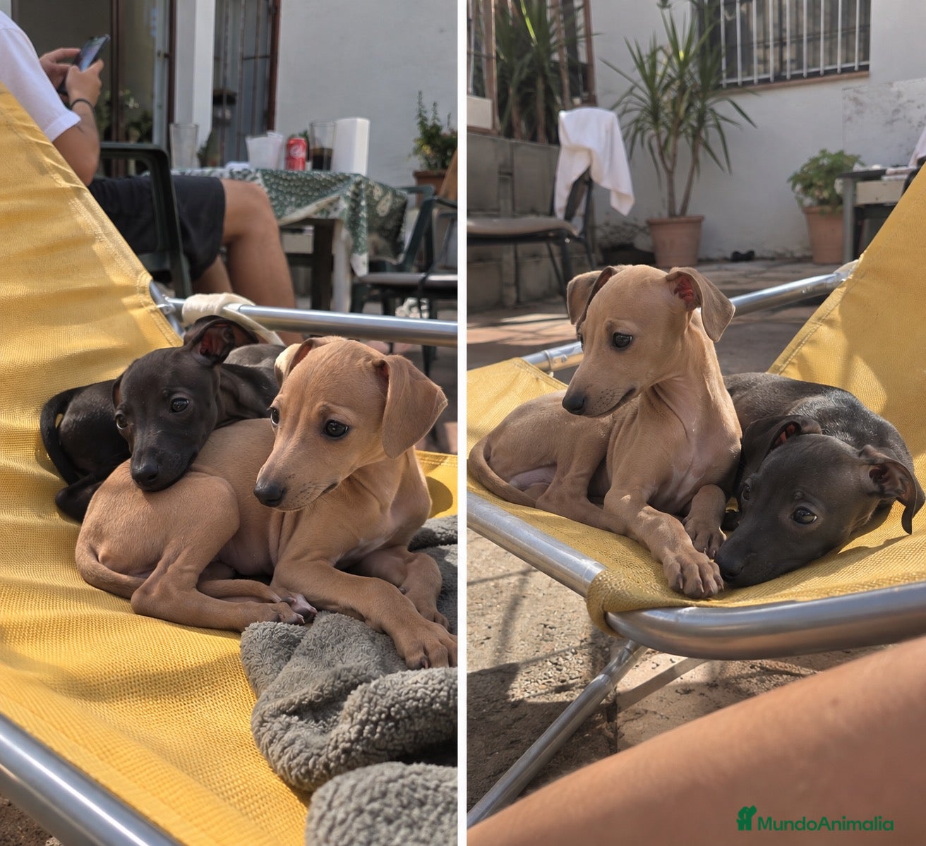 Pequeño Lebrel Italiano perros GALGO ITALIANO - PICOLO - PUPPY  - Anuncio 4