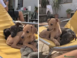 Pequeño Lebrel Italiano perros GALGO ITALIANO - PICOLO - PUPPY - Anuncio 1