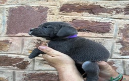 Cane Corso perros en venta: Dos hembras de Cane Corso - Imagen 2