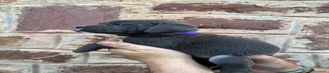 Hembra Colla Morado Oscuro