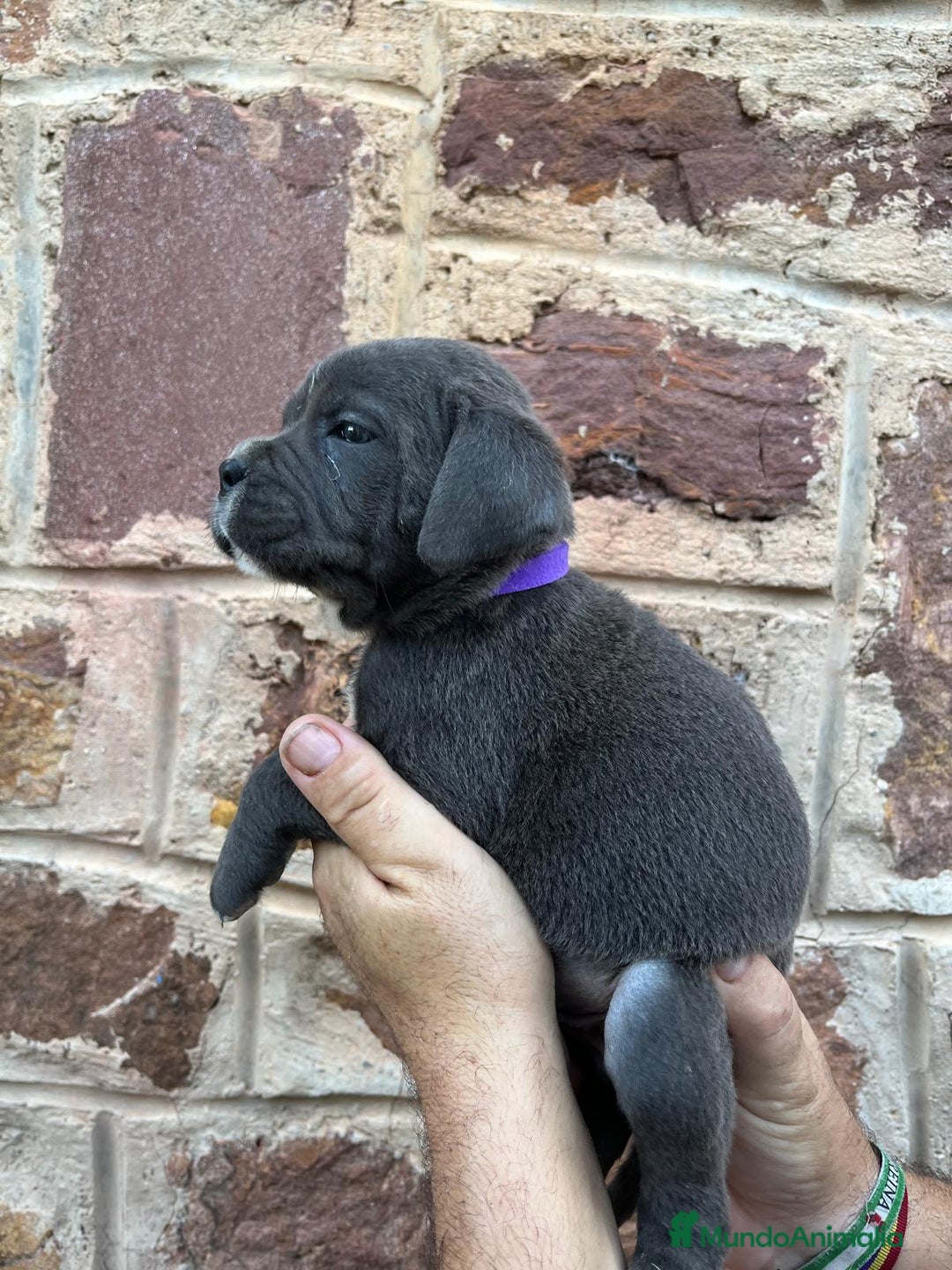 Cane Corso perros en venta: Dos hembras de Cane Corso - Imagen 2