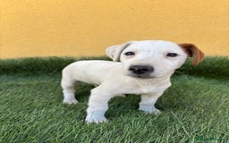 Jack Russell Terrier perros en venta: web milcachorros.es - Imagen 12