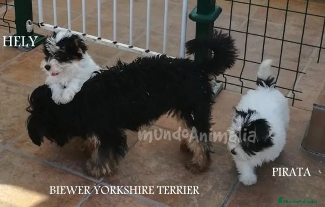 Imagen de galería {{count}}