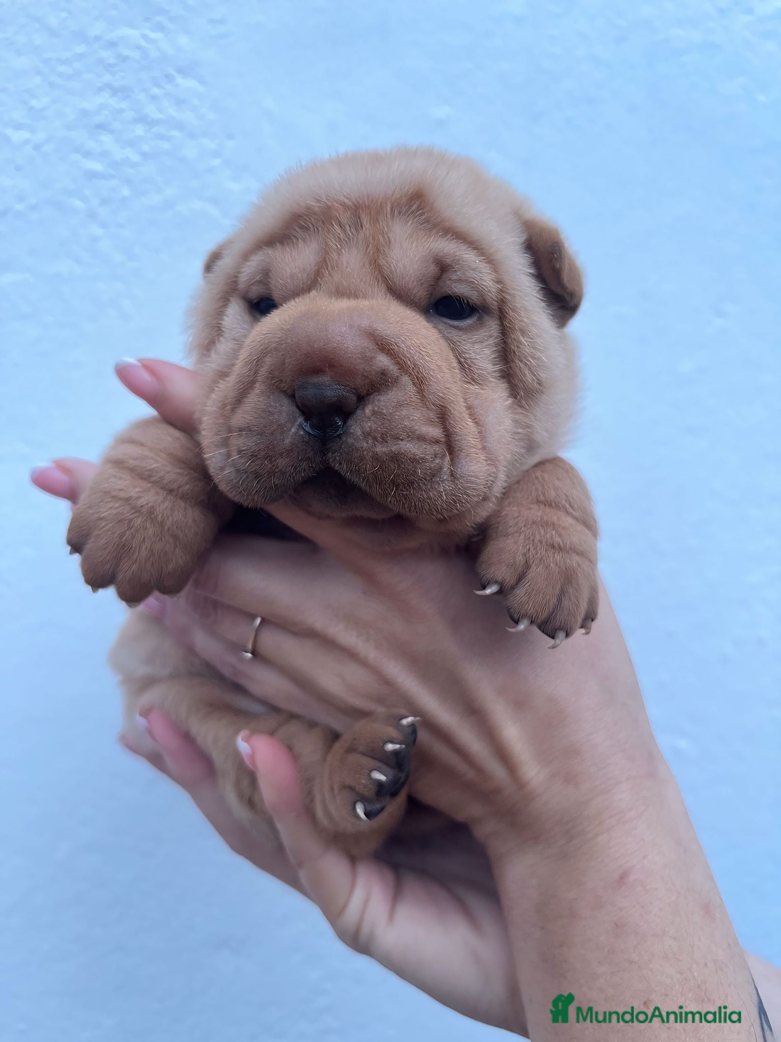 Shar Pei perros BEBE SHAR PEI MAXIMA CALIDAD - Anuncio 1