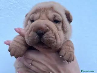 Shar Pei perros en venta: BEBE SHAR PEI MAXIMA CALIDAD - Anuncio 2