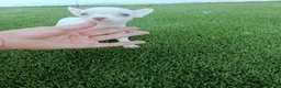 Chihuahua perros en venta: Hembritas de Chihuahua Blancas - Anuncio 3
