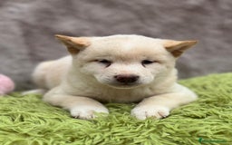 Shiba Inu perros en venta: CAMADA DE SHIBA INU DISPONIBLES - Imagen 6