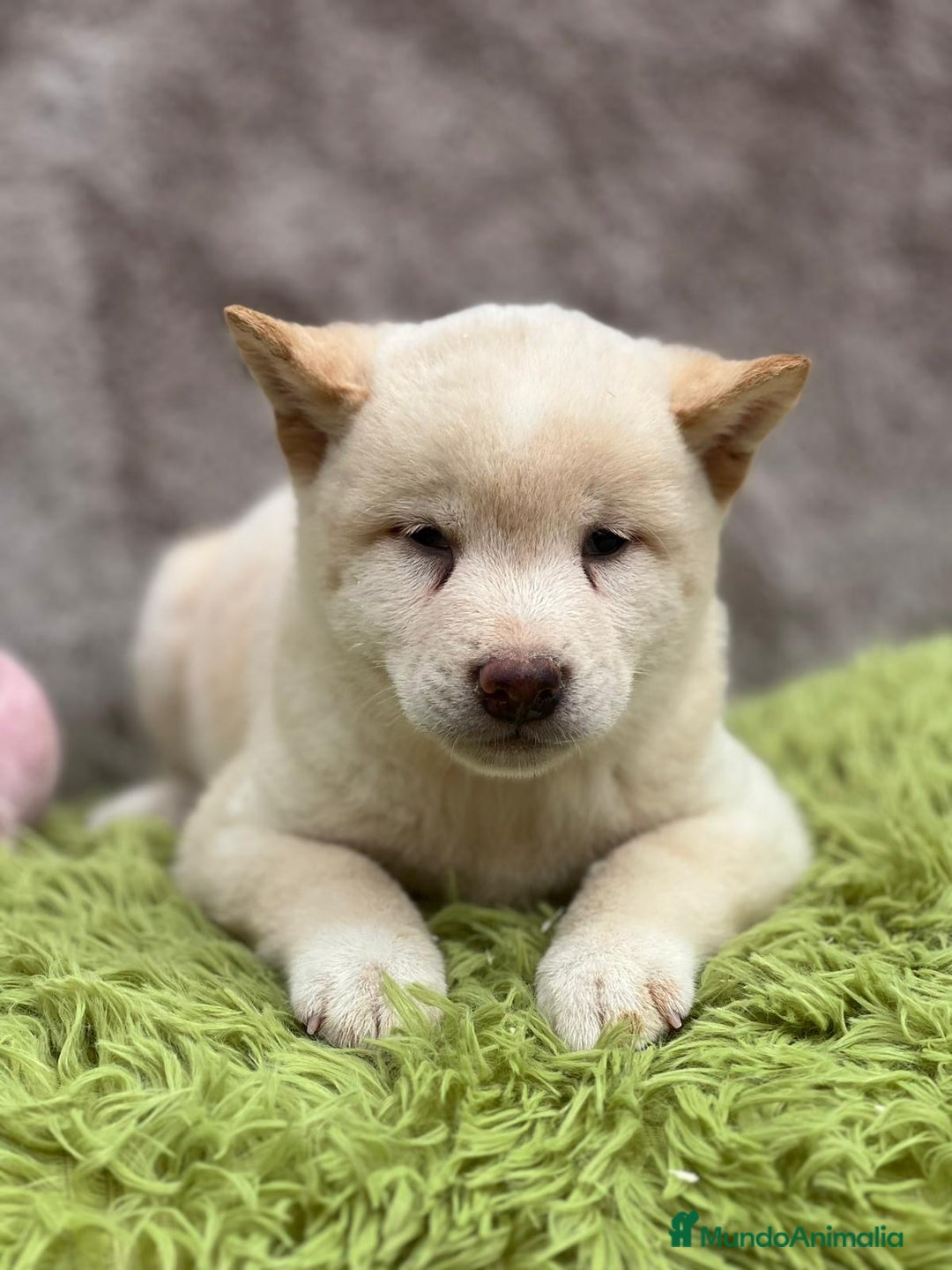 Shiba Inu perros en venta: CAMADA DE SHIBA INU DISPONIBLES - Imagen 6