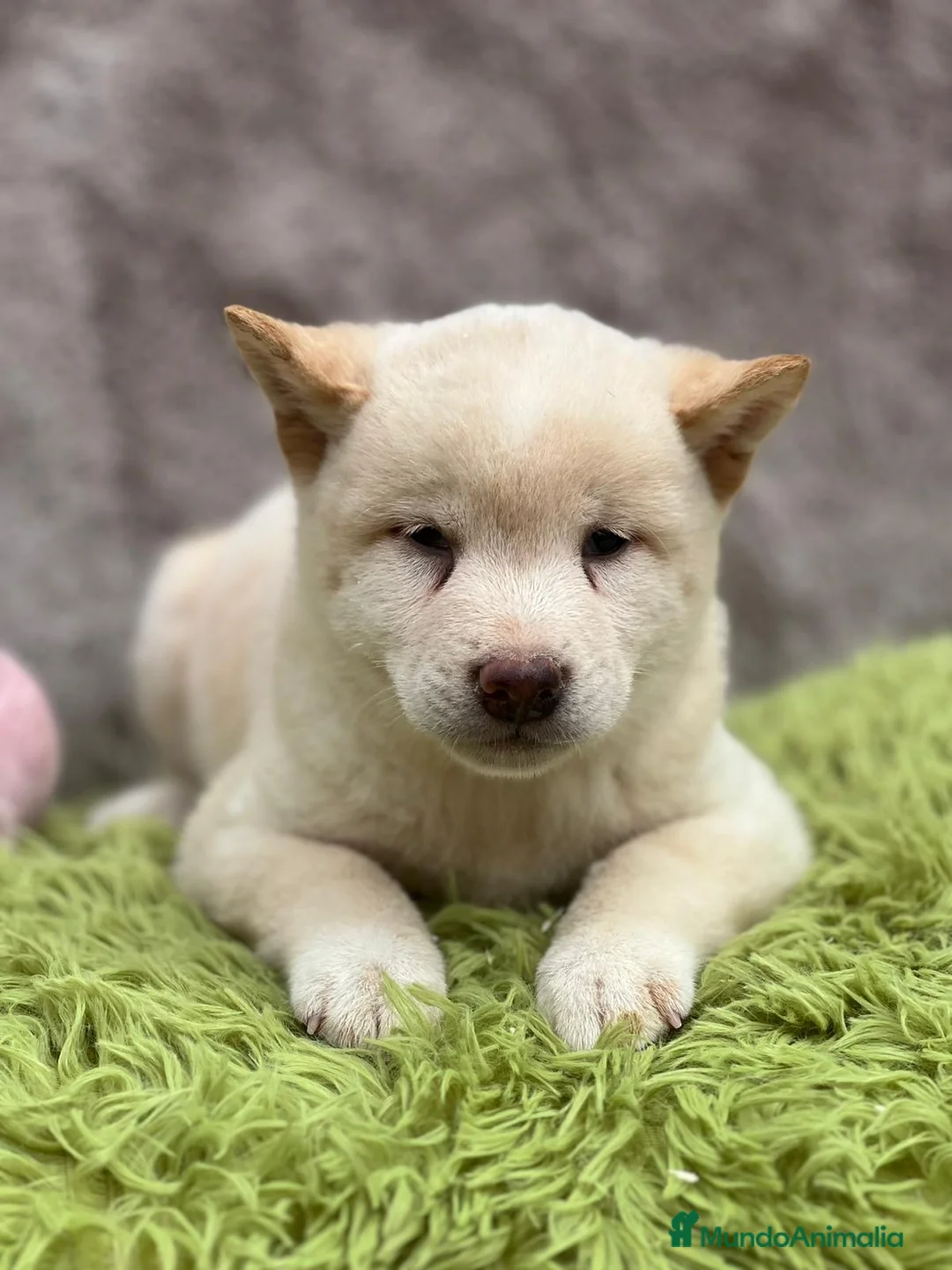 Shiba Inu perros en venta: CAMADA DE SHIBA INU DISPONIBLES - Anuncio 6