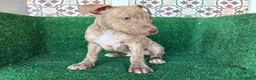 American Pit Bull Terrier perros en venta: pitbull - Anuncio 4