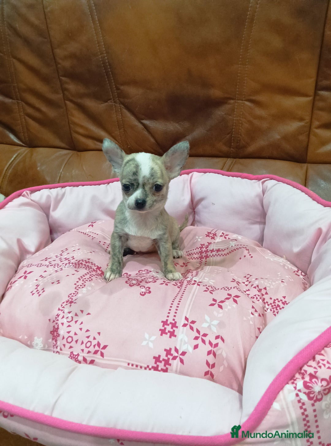 Chihuahua perros en venta: Chihuahua toy  - Anuncio 4