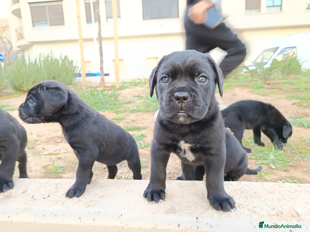 Imagen de galería {{count}}