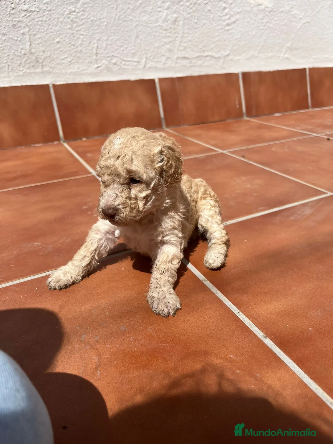 Perro de Agua Español perros en venta: Hembrita de perro de agua - Anuncio 2