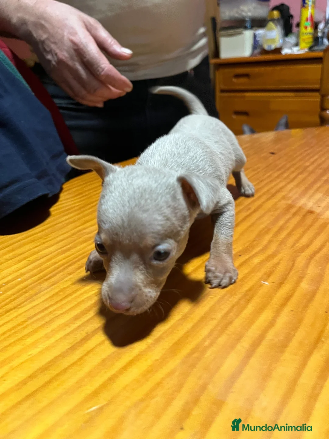 Ratón de Praga perros en venta: Cachorro de ratón de Praga  - Anuncio 14