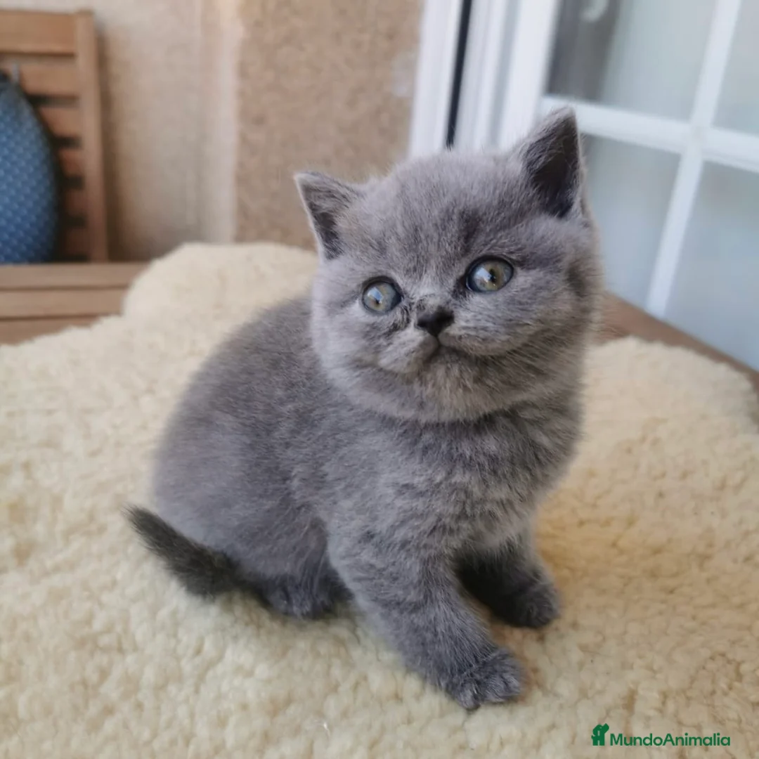 Británico de Pelo Corto gatos en venta: British Lilac - Anuncio 1