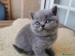 Británico de Pelo Corto gatos British Lilac - Anuncio 4