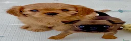 Cavalier King Charles Spaniel perros en venta: Cavalier King Charles Spaniel  en Alicante - Anuncio 3