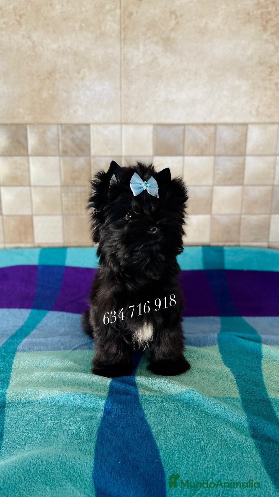 Yorkshire Terrier perros Exótico machito yorkshire black toy - Anuncio 28