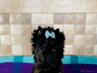 Yorkshire Terrier perros Exótico machito yorkshire black toy - Anuncio 28