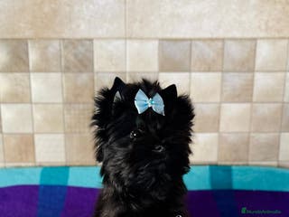 Yorkshire Terrier perros Exótico machito yorkshire black toy - Anuncio 1