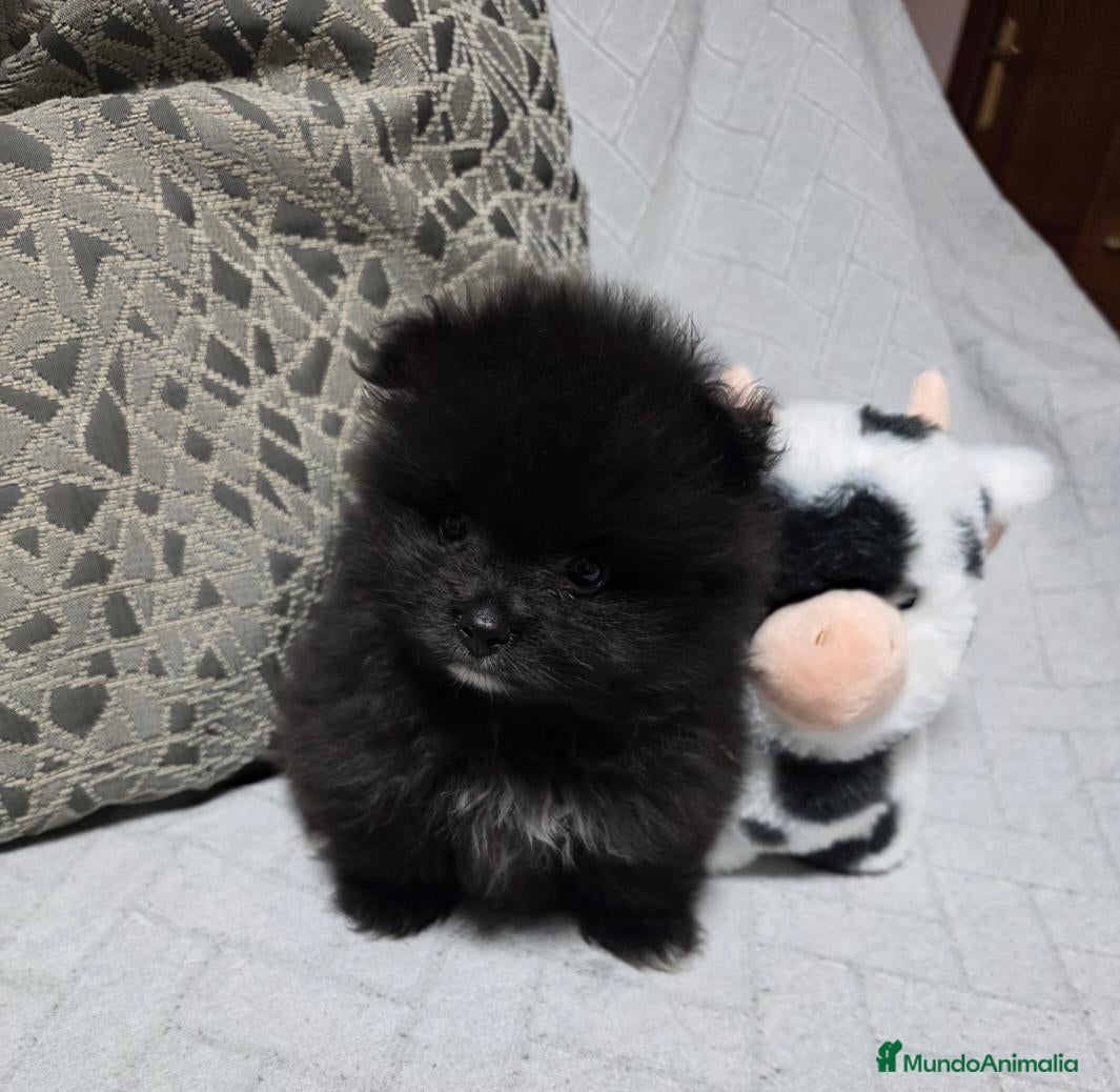 Pomerania perros Preciosa Lulú Pomerania Toy  - Anuncio 1