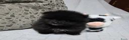Pomerania perros en venta: Preciosa Lulú Pomerania Toy  - Anuncio 1