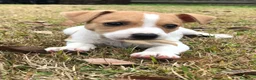 Jack Russell Terrier perros en venta: Camada de Jack Russell  - Anuncio 4
