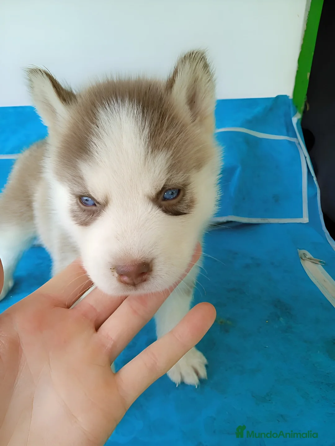 Husky Siberiano perros en venta: HUSKY ESPAÑA  - Anuncio 1