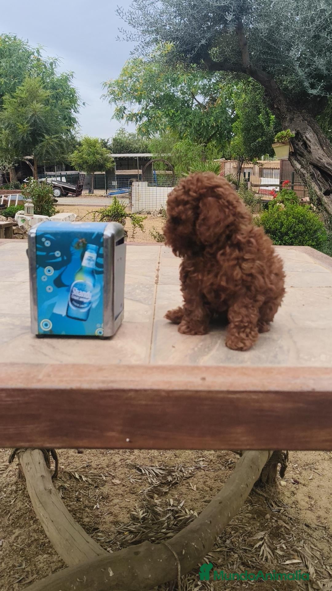 Caniche Toy perros Caniches Toy  - Anuncio 1