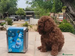 Caniche Toy perros Caniches Toy - Anuncio 1