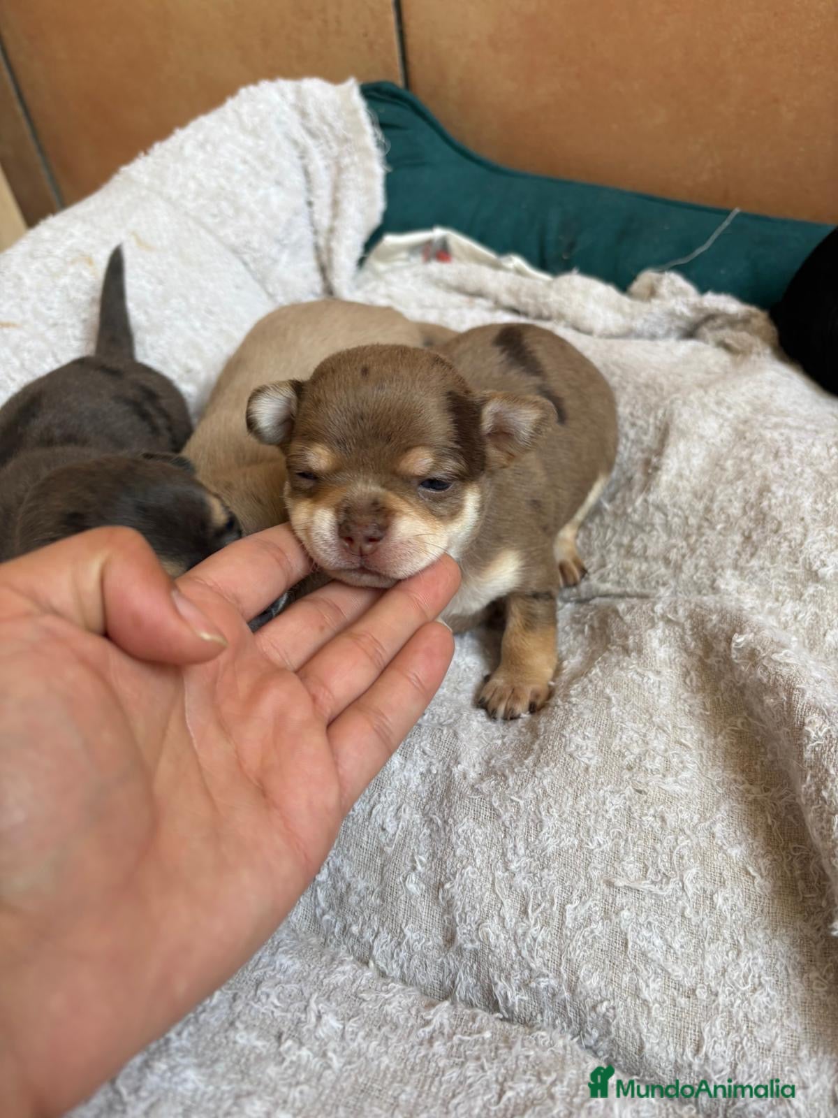 Chihuahua perros Chihuahua hembra chocomerle🐾🩷 - Anuncio 1