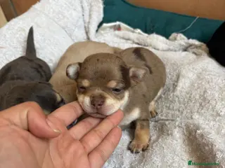 Chihuahua perros Chihuahua hembra chocomerle🐾🩷 - Anuncio 1