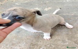 Whippet perros en venta: Whippet blue, isabela verdino - Imagen 2