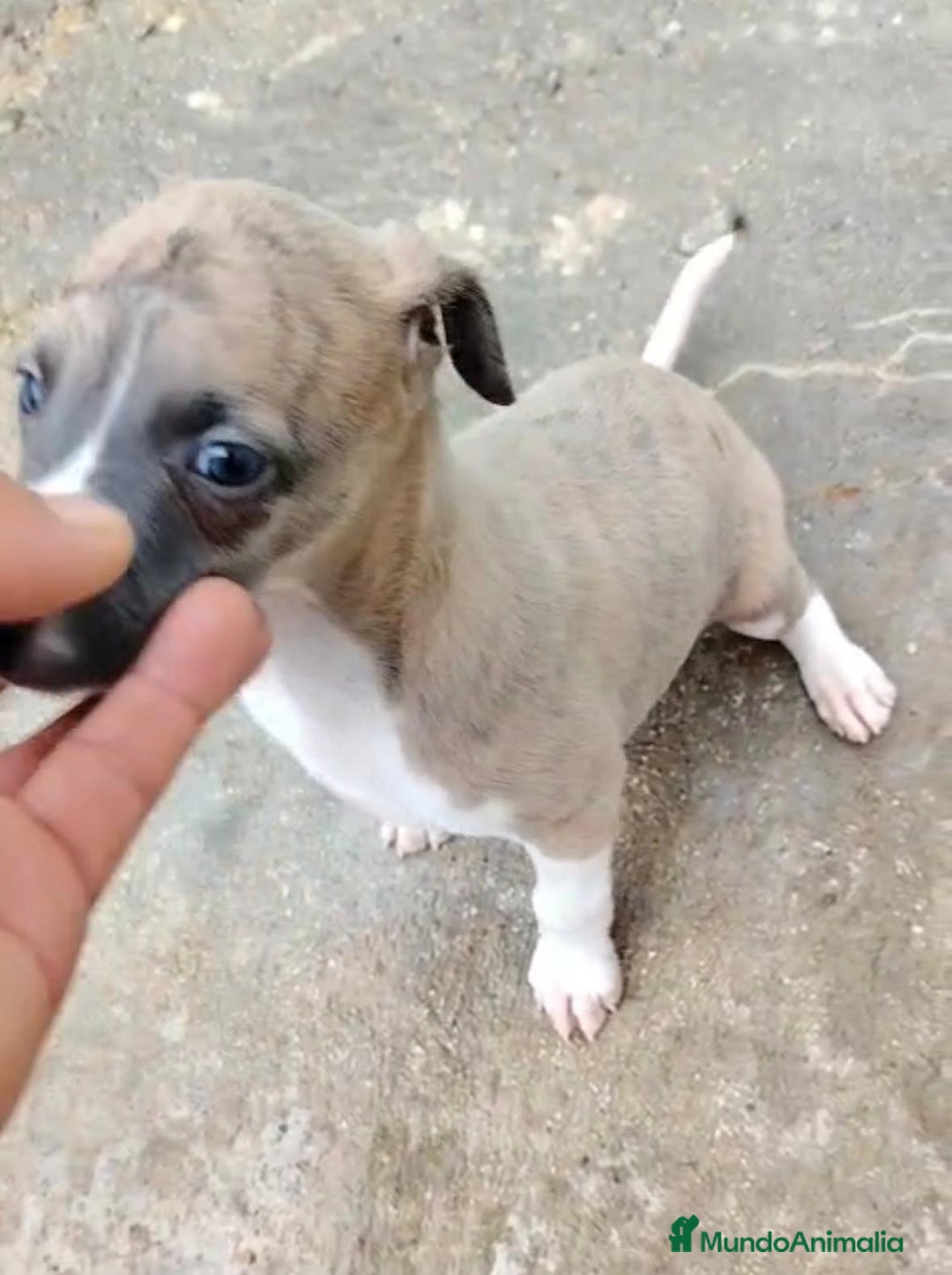 Whippet perros en venta: Whippet blue, isabela verdino - Imagen 2