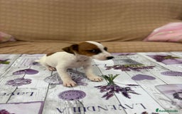 Jack Russell Terrier perros en venta: Jack Russell  - Imagen 10