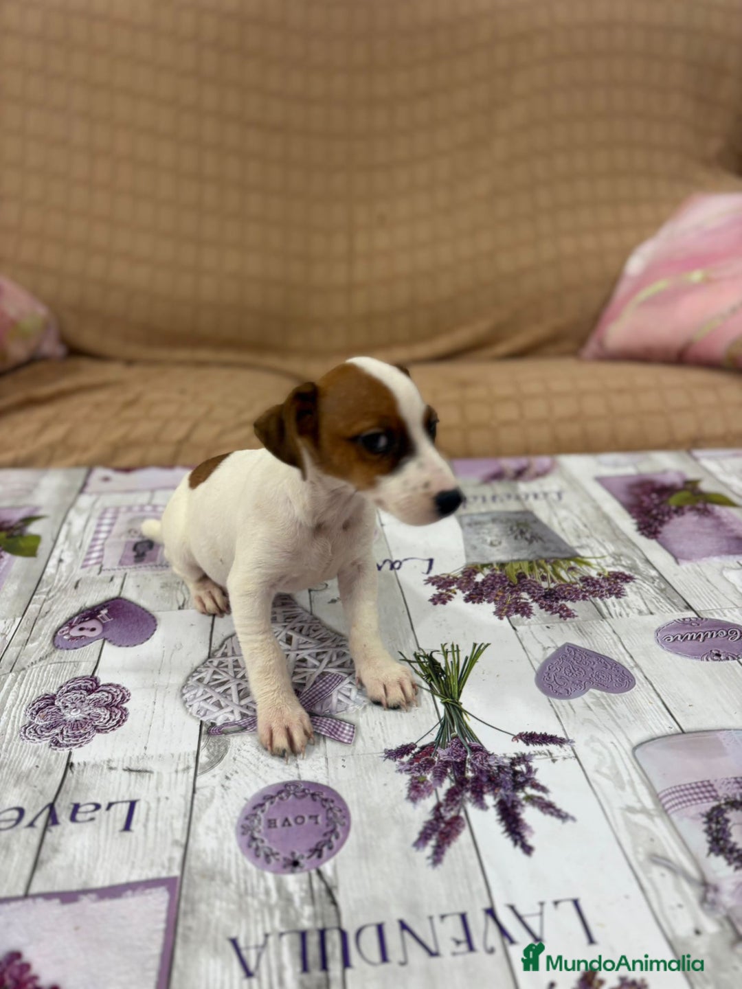Jack Russell Terrier perros en venta: Jack Russell  - Imagen 10