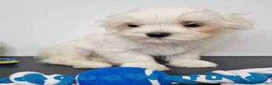 Bichón Habanero