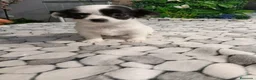 Chihuahua perros en venta: Chihuhua de pelo largo  - Anuncio 4