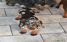 Teckel Miniatura perros en venta: camada de teckel miniatura  - Imagen 1