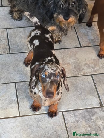 Teckel Miniatura perros - Anuncio 4