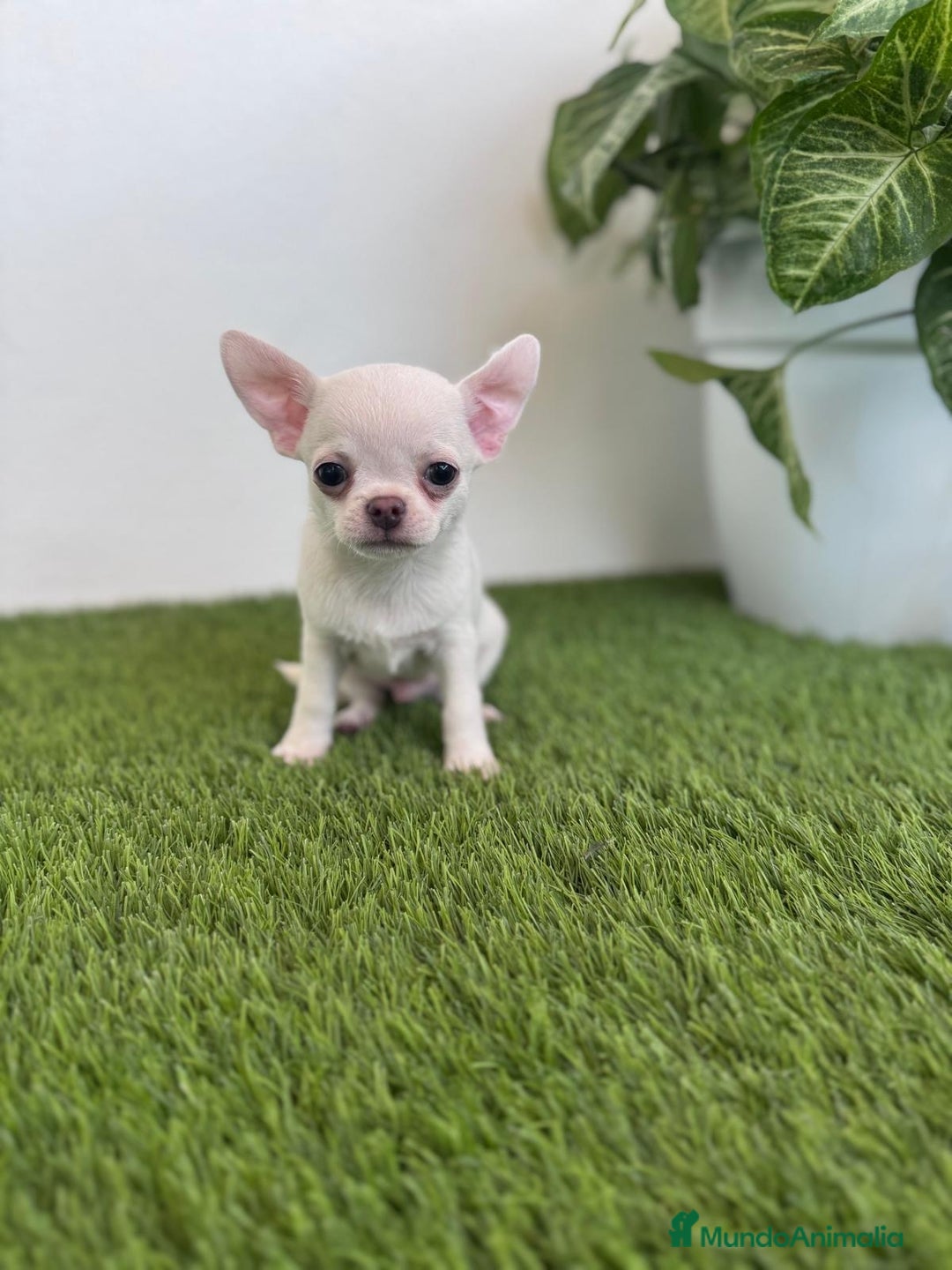 Chihuahua perros en venta: CHIHUAHUA  - Imagen 11
