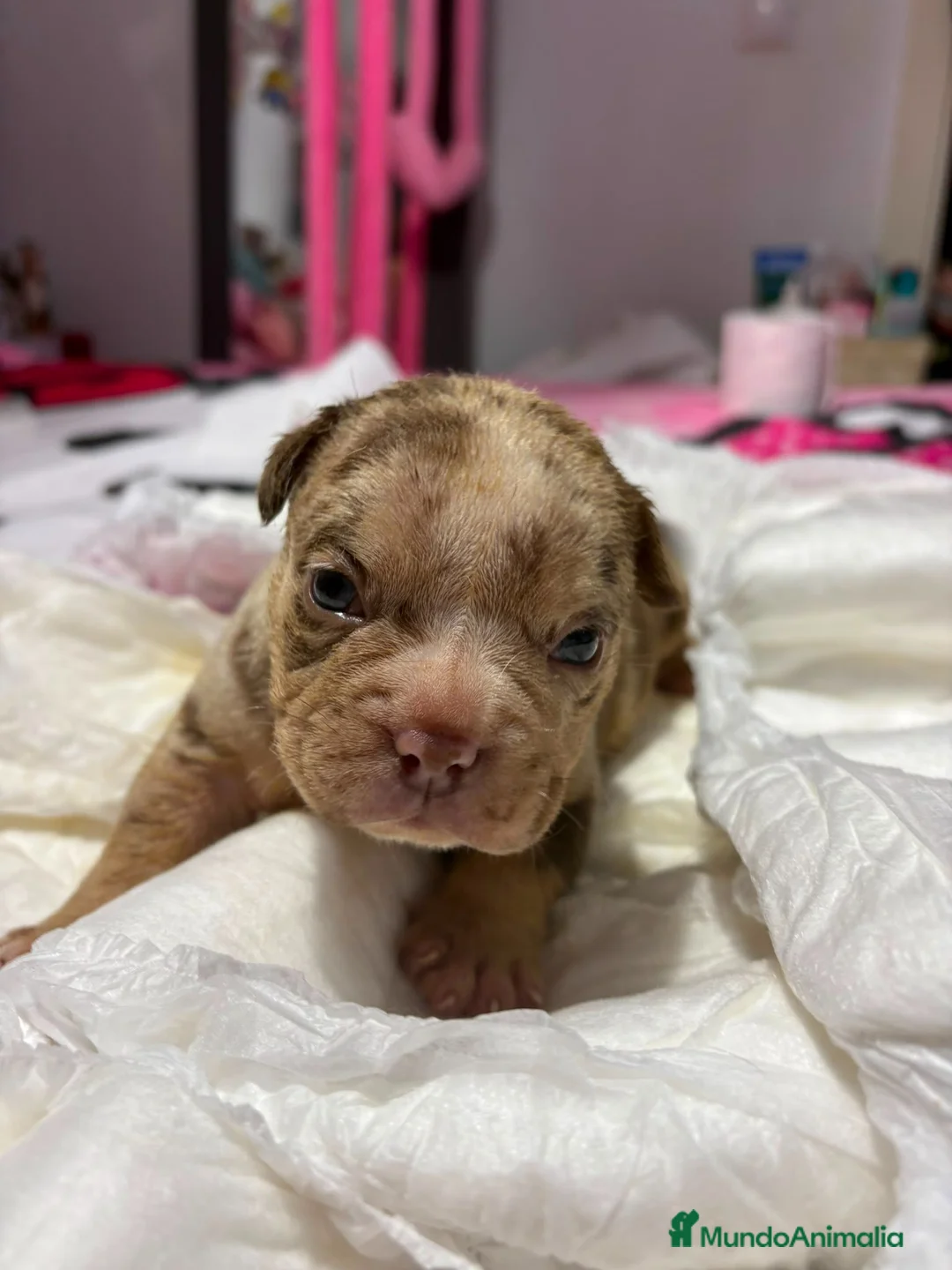 American Bully perros en venta: American Bully macho - Anuncio 1