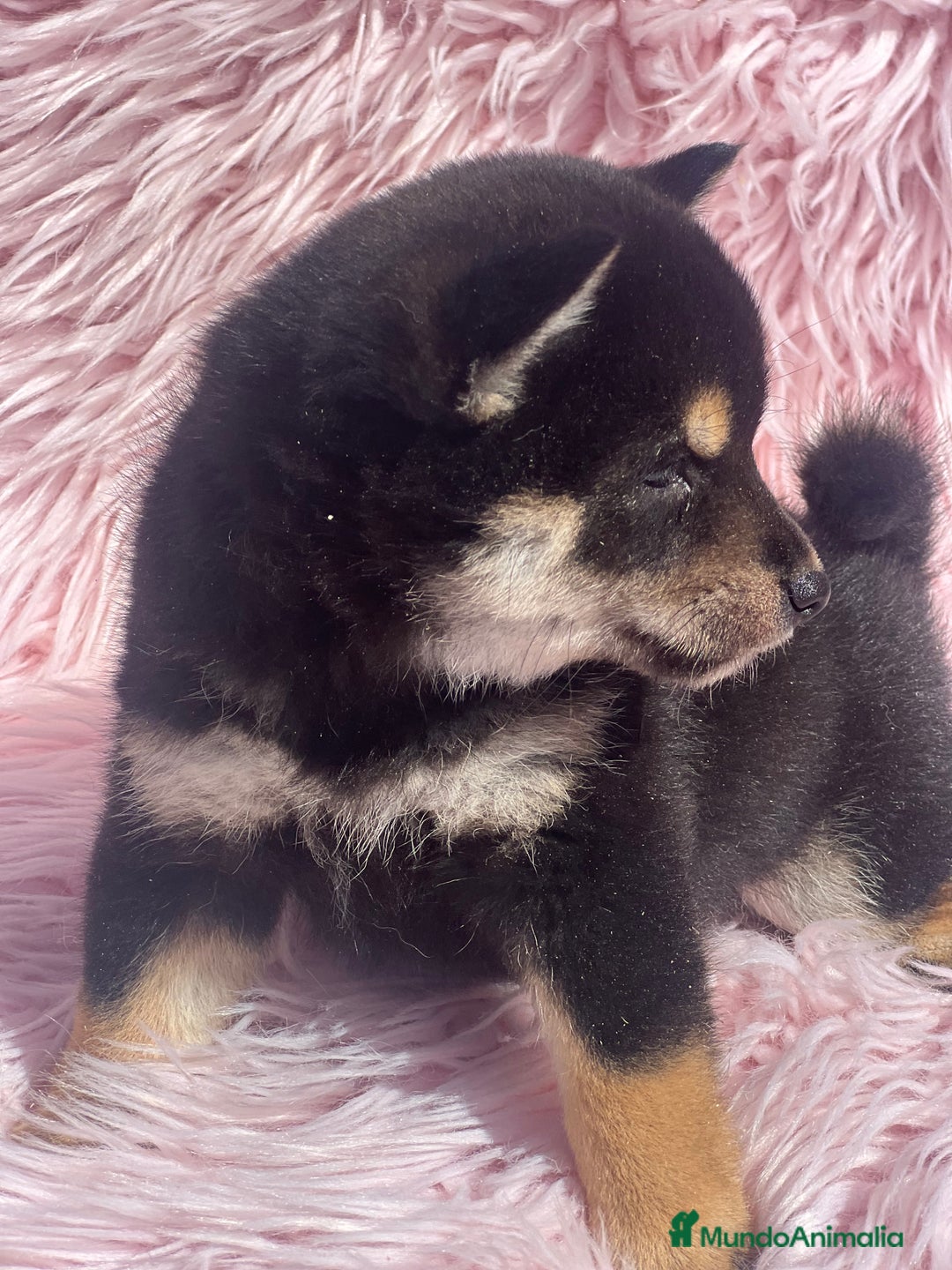 Shiba Inu perros en venta: Shiba inu negra fuego  - Imagen 5